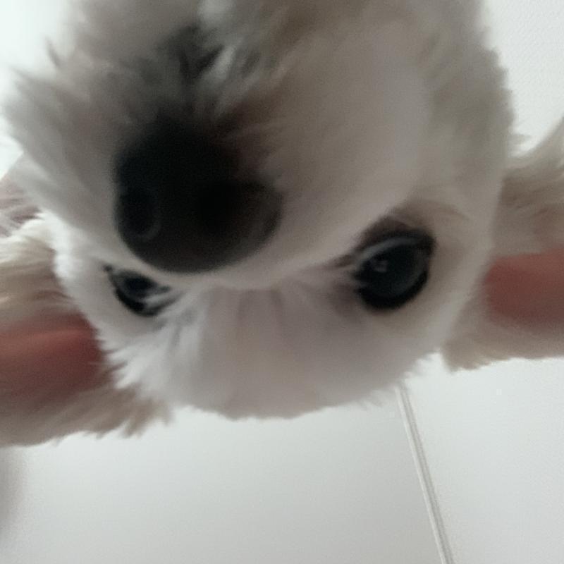 선복채 내꺼 얼굴인식 풀려다가 찍혀버린 분위기로 찍은 우리집 강아지! 내가 정말로 좋아하는 사람이 있어 근데 그 사람이랑 얘기할 때 항상 화기애