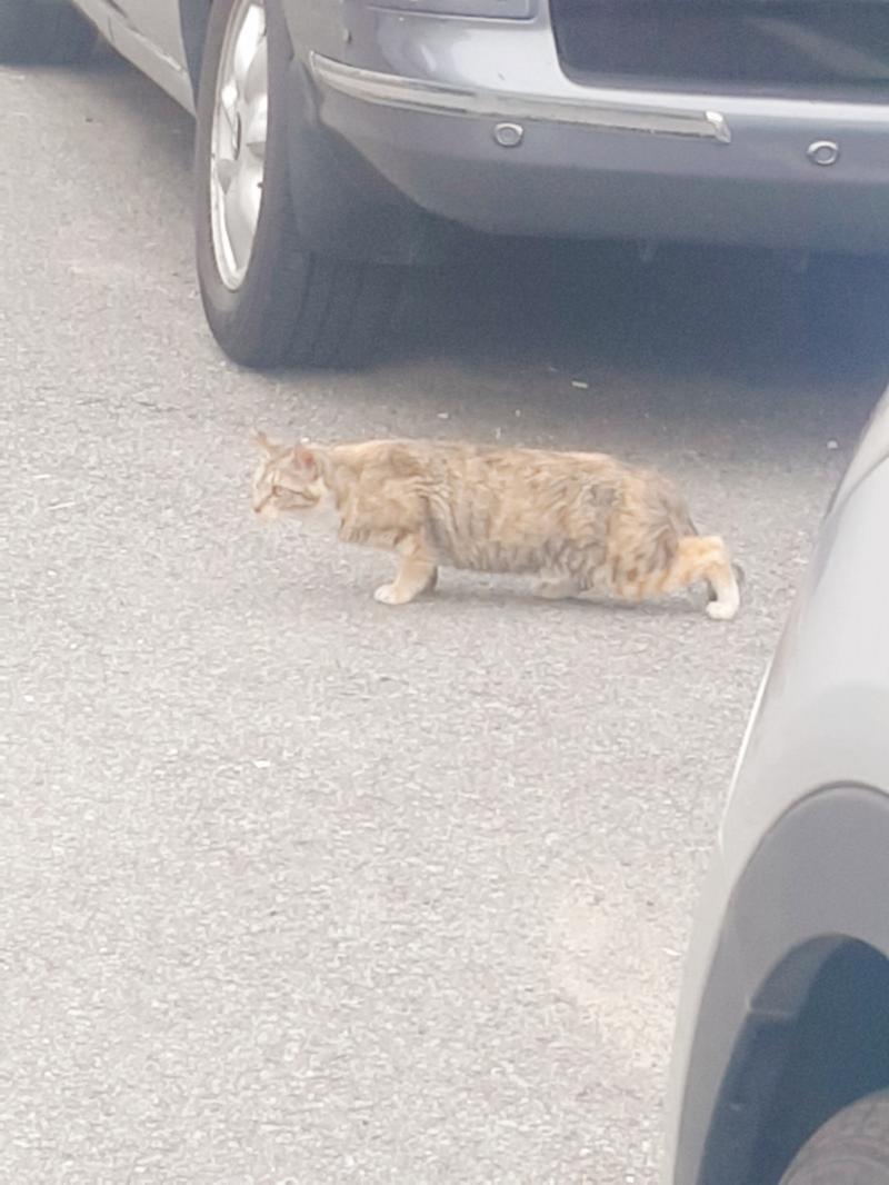 선복채!