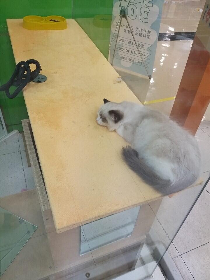 사진은 내가 찍은 귀여운 고양이 :) 스레주 안녕 ㅎㅎ 일단 먼저 타로 스레 열어줘서 고마워!! 이제 취직을 준비하고 있는 취준생이야. 근데 하