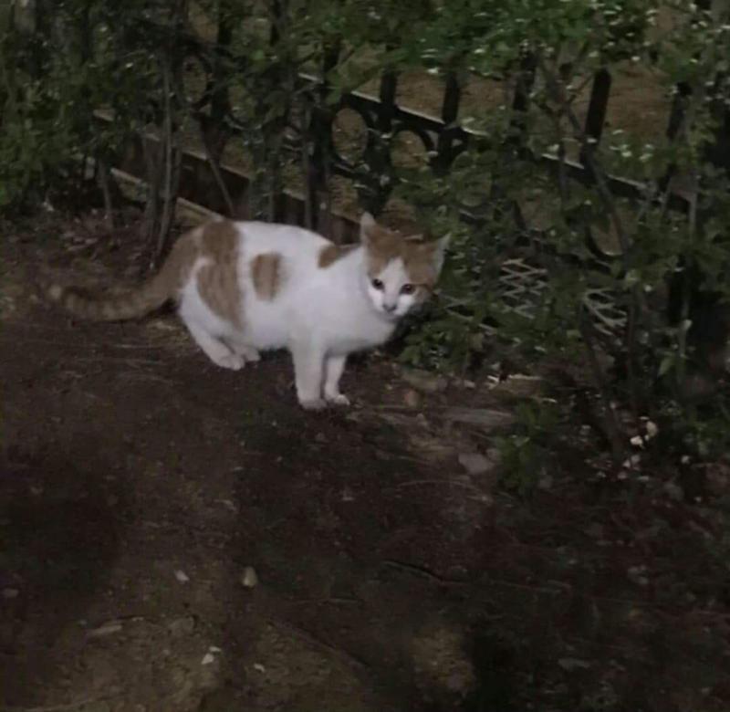 안녕 사진은 우리동네 마스코트야 귀엽지 ㅎㅎ유난히 고양이가 많이 살아 우리 동네에 내 고민은 최근에 꽤 오랜만에 재회한 친구가 있어. 사귀다가 