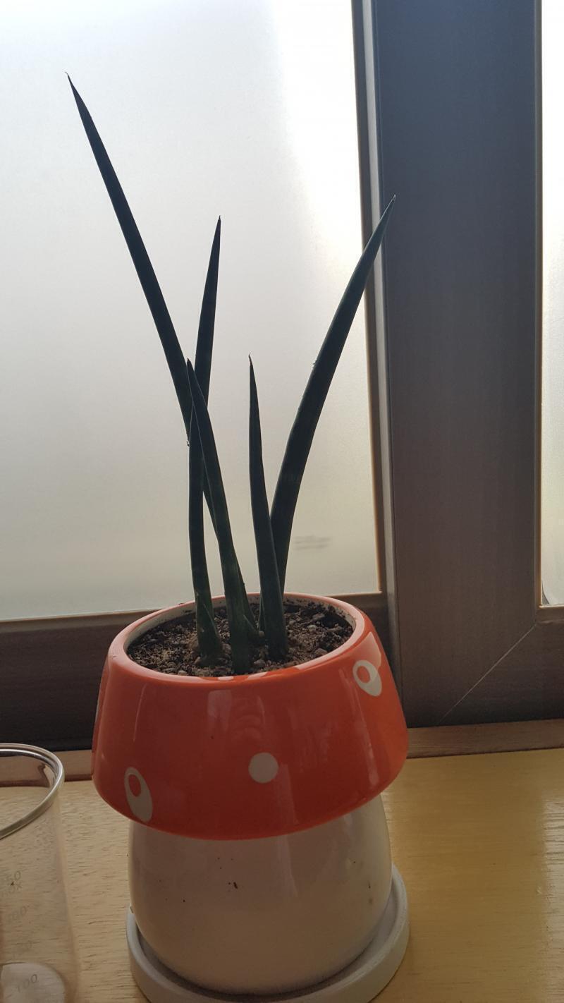 안녕! 우선 사진은 수두키야! 다음주 일요일날 만나는 여사친이 있는데, 알게된지는 3년정도 되었고, 둘다 좀 멀리 있어서 만난적은 두 세번정도고
