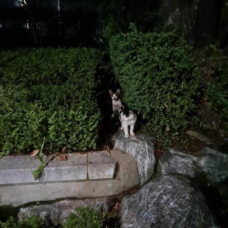 안녕 사진은 우리동네 마스코트야 귀엽지 ㅎㅎ유난히 고양이가 많이 살아 우리 동네에 내 고민은 최근에 꽤 오랜만에 재회한 친구가 있어. 사귀다가 