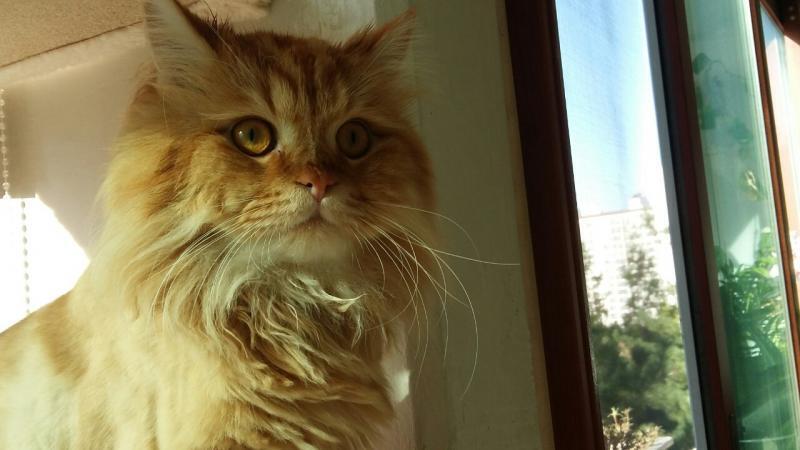 사랑해용 부탁해용 우리 애용이 잘 부탁드려용🐱🐱