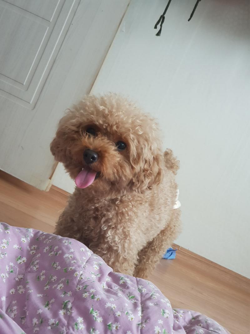 >>8 당연!스레주 강아지야ㅋㅋ