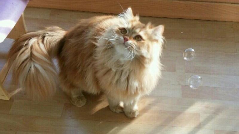 사랑해용 부탁해용 우리 애용이 잘 부탁드려용🐱🐱