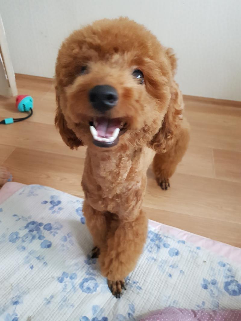 >>8 당연!스레주 강아지야ㅋㅋ