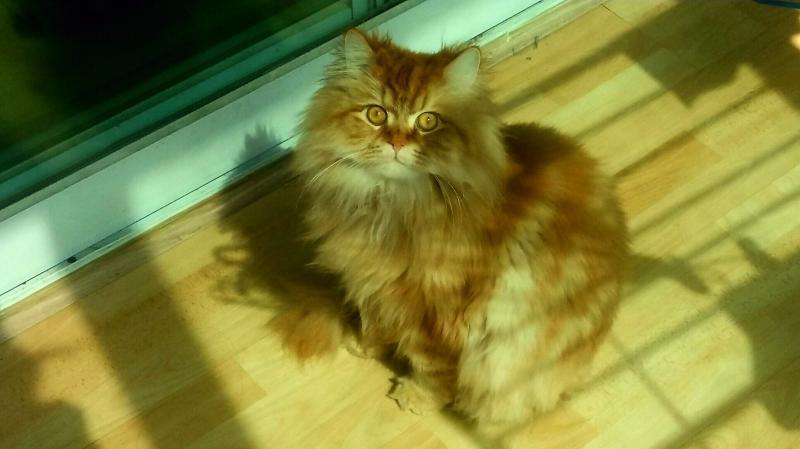 사랑해용 부탁해용 우리 애용이 잘 부탁드려용🐱🐱