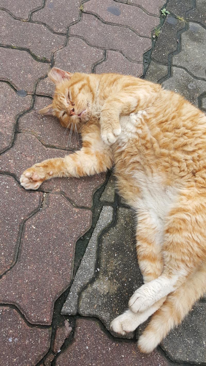 귀엽더라