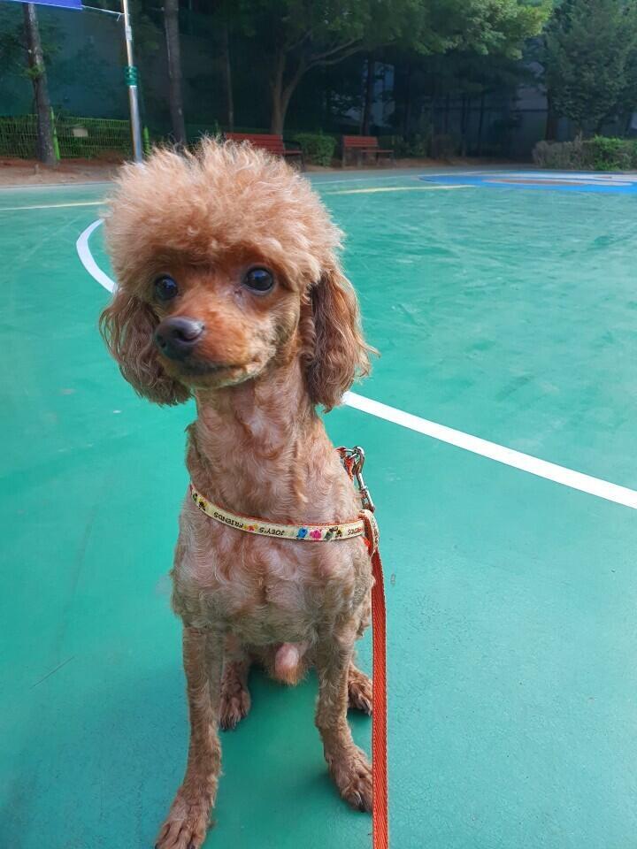 강아지 키우고싶지만 못키우는 레스주,스레주를 위해 남기고감!!