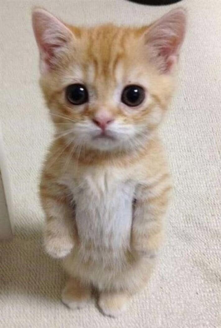 에라이
