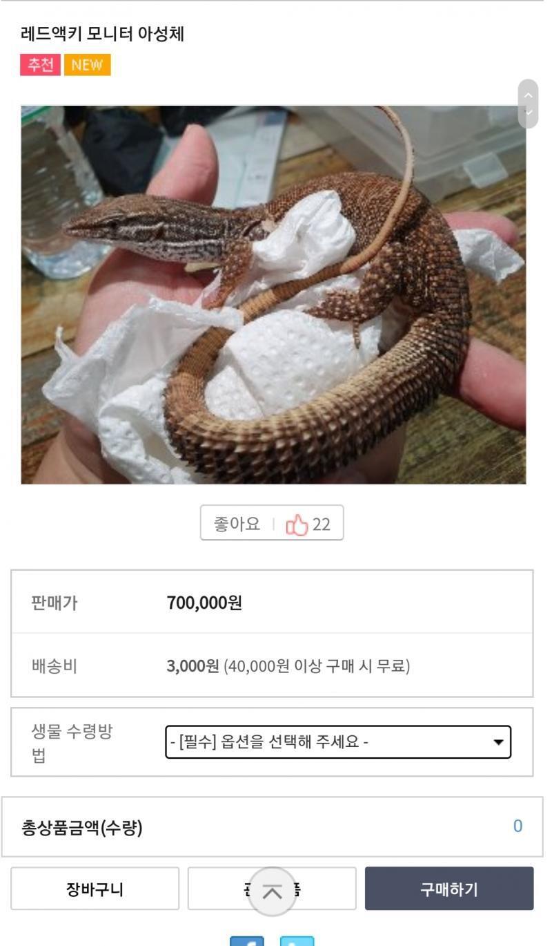 얘 입양할래