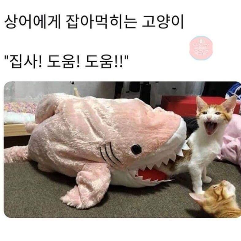 불공평해..내가 저러면 그냥 미친ㄴ이라고 생각할텐데 쟤네는 귀엽잖아..