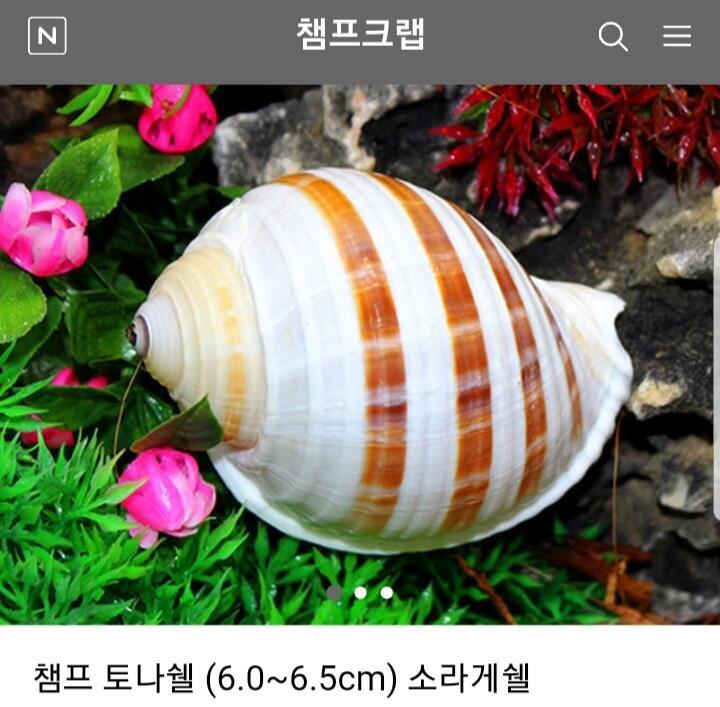 쉘 소라게는 게가 소라껍질 안에서 살고있는건 다들알지? 그렇기에 소라게는 쉘(소라껍질)을 마음에 안들때마다 다른 쉘로 교체하기도해 탈피하고 크기