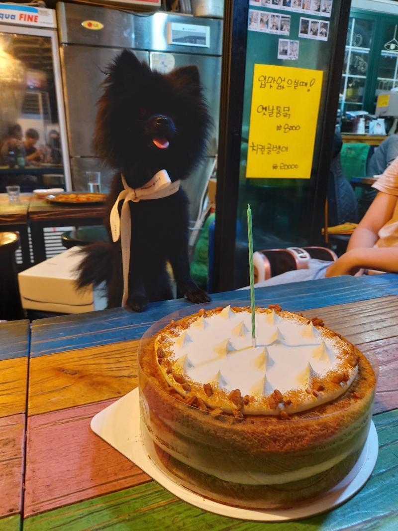 이놈시키 이름은 도도! 사실 지인이 키우던 강아진데 어느 순간 맡아 키우고 있다.. 이거는 며칠전에 얘 생일파티 해주는 사진