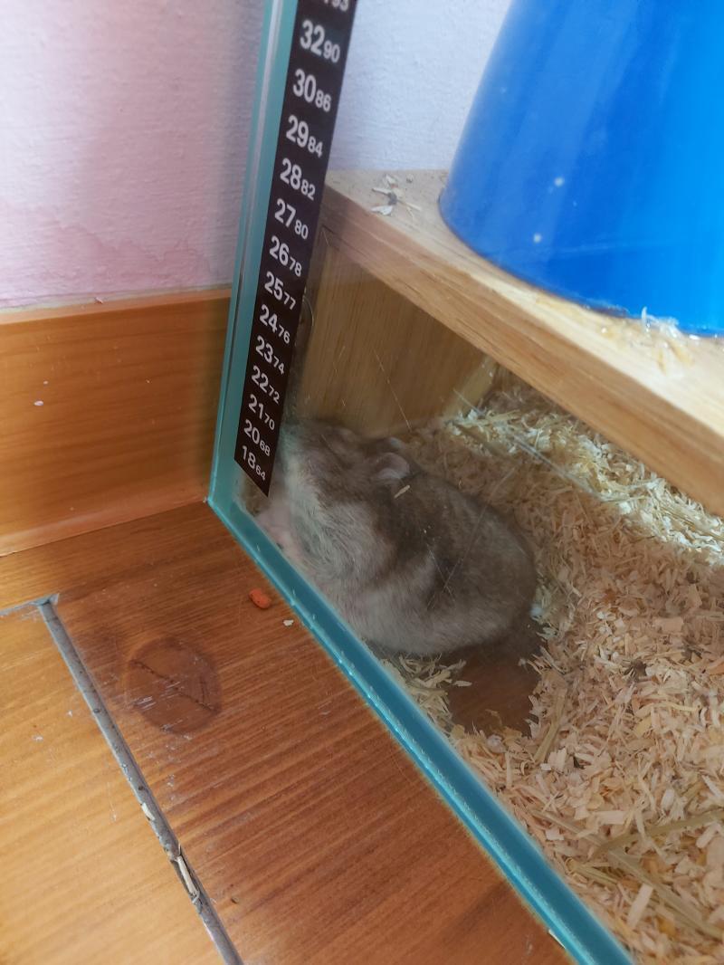와이라노 와이라노