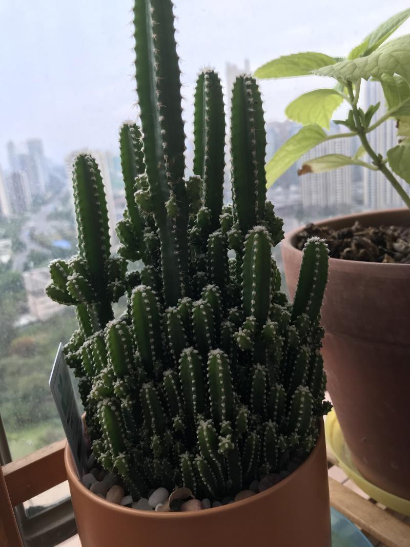 >>275 오 받는구낭 먼저 복채는 우리집에서 키우는 선인장이야! 이번에 우리 학교에 전학 온 애가 있는데 내가 걔랑 친해지고 싶어서 첫날부터 