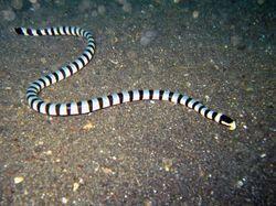 벨처 바다뱀 (Hydrophis belcheri) 코브라의 100배 이상, 타이판의 2~3배로, 독액 약 2 mg만으로 성인 남성 1천 명, 쥐