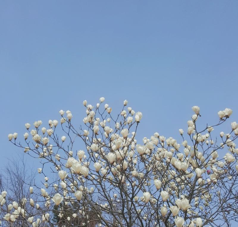 안녕 스레주 나도 타로 봐줄 수 있을까? 복채는 내가 찍은 목련사진이야! 봐줘서 정말 고마워ㅎㅎ 길게 설명해줘서 감동받았어 위로도 됐고..! 복
