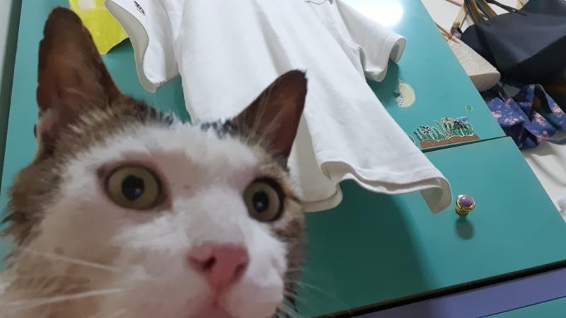빼ㄱ고양이