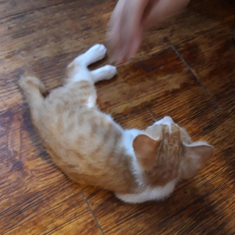너무너무귀엽지... 밥먹는데 혼자 의자랑 놀고 저러고 누워있어...완벽한 개냥이..
