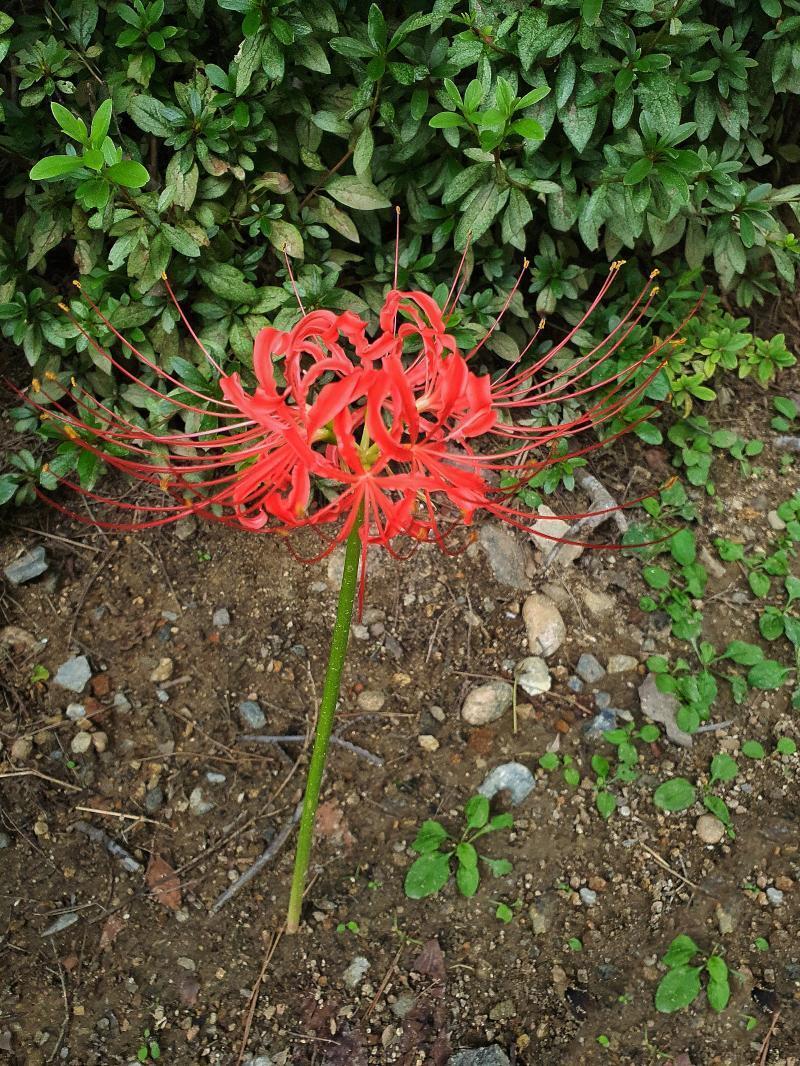 요 꽃이야 애니나 서브컬쳐 아는사람은 아는 그 꽃 누가 심어놓은것 마냥 꼿꼿하게 서있더라. 우리나라 말로는 석산화 라고도 하고 절에 많이 심는데
