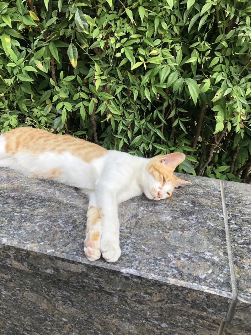 복채는 자고있던 고양이! 직접 찍었어 ㅎㅎ 귀엽지 난 연애운! 15살 여자고 모솔이야. 뭐 상황같은건 없어서... ㅋㅋㅋ 숫자는 3 7 10 1