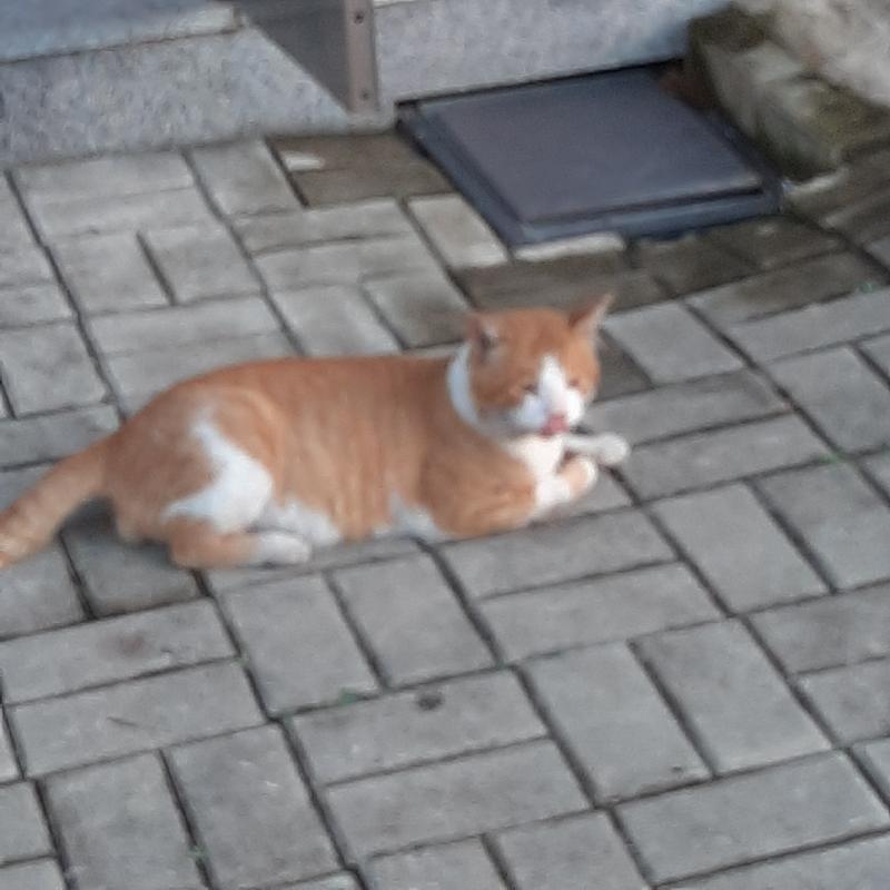 복채는 직접 찍은 고냠니! 나 연애운 어떤 것 같아? 지난 썸/연애들은 다 망했었어서...ㅠ