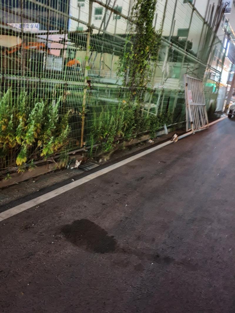 나도 타로 한 번 보고 싶어...!! 일단 복채 사진은 내가 학원 마치고 집 가는 길에 종종 만나는 고양이야 두 번째 사진 잘 보면 새끼들도 있
