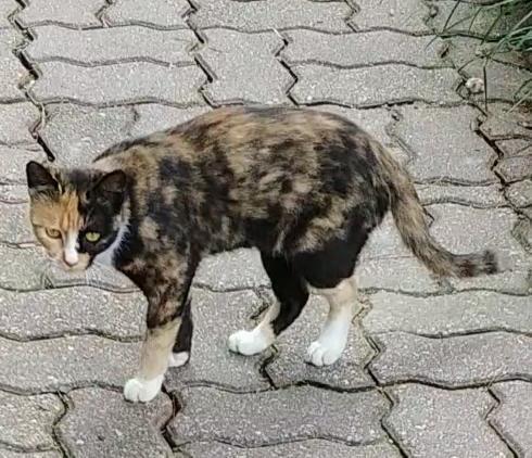 학교 갔다 만난 냥이