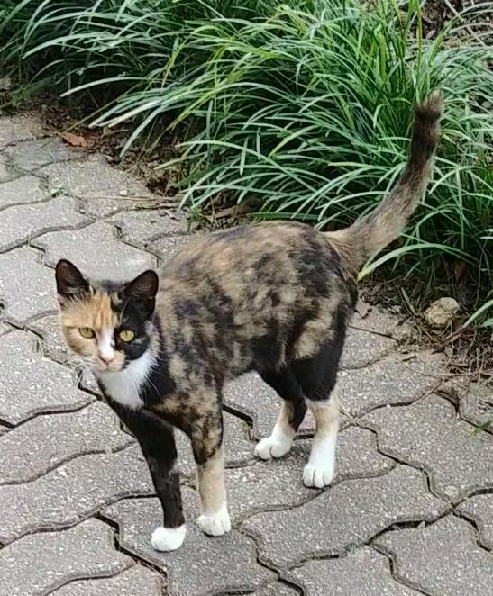 학교 갔다 만난 냥이