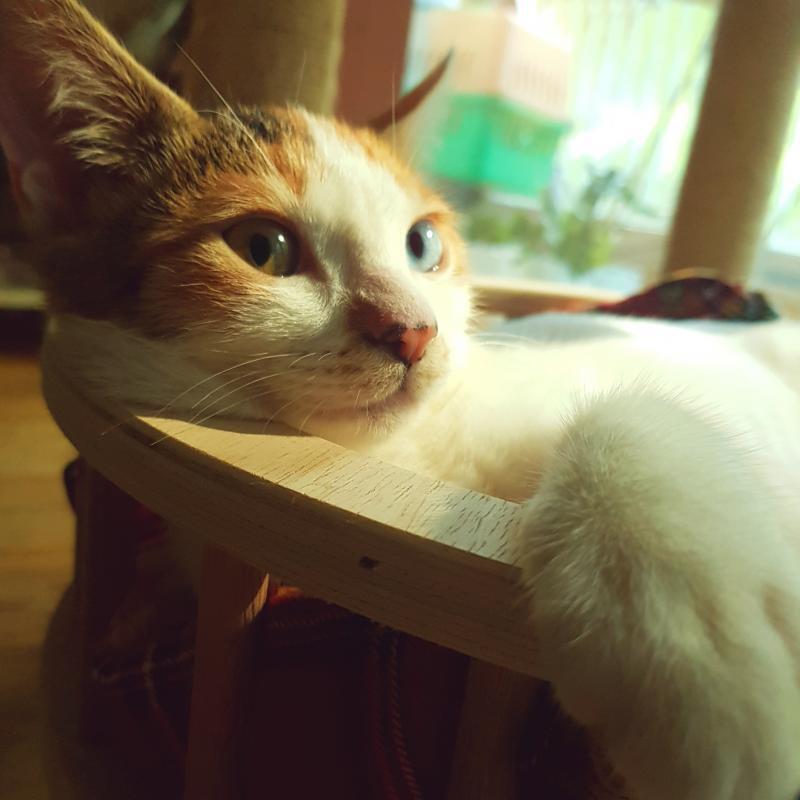 집고양이 모리♡ 한 달 전까지는 길고양이였지..