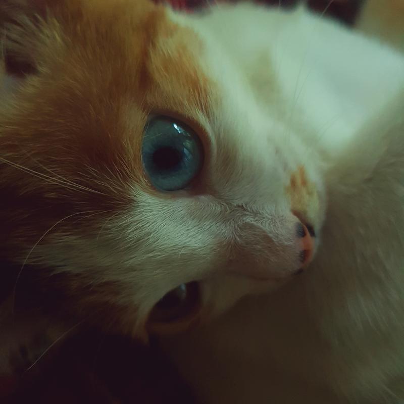 집고양이 모리♡ 한 달 전까지는 길고양이였지..