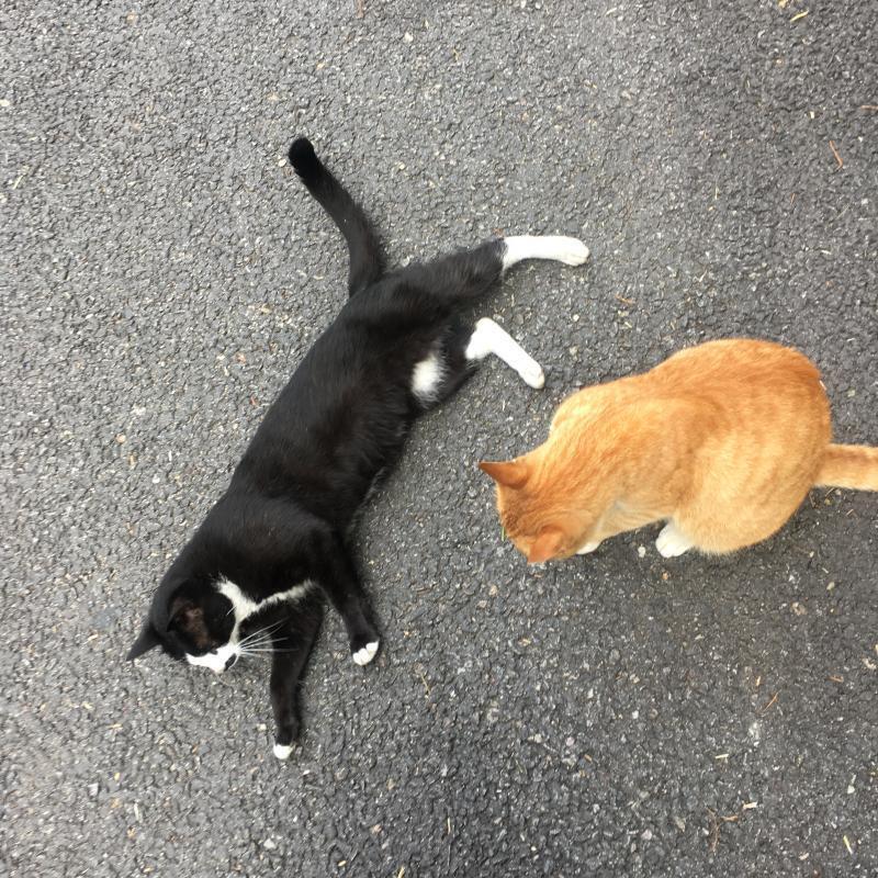 기요미 길냥이