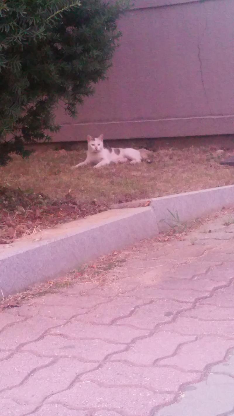 고닥교 다닐 때 있었던 어미 고양이!중학교랑 고등학교 붙어있었는데 중학교 아이들이 고양이 밥 챙겨주고 집도 만들어줬더라 애기 고양이도 있었는데
