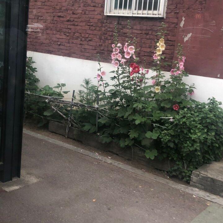 안녕 스레주! 일단 사진은 내가 버스 타고 가다가 너무 예뻐서 찍은 꽃이야 ㅎㅎ 색이 너무 예쁘지ㅠㅠ 나는 지금 좋아하는 오빠가 있어... 나이