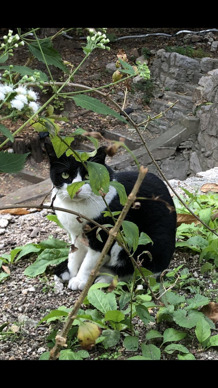 >>468 고마워!! ㅜㅜ 절고양이랑 우리집 냥이야 ㅎㅎ 저 두사진이 너무 마음에들어서 가지구와봣엉.. ㅎㅎ 그사람 심리로 한번만 더 부탁할게 
