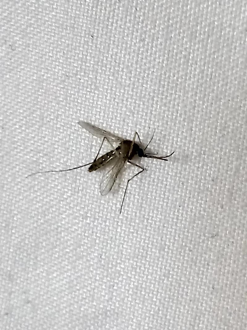 ※극혐주의※극혐주의※극혐주의※ 흐엉ㅠㅠㅠㅠㅠㅠㅠ큐큐ㅋㅠ 아 스레 세우자 마자 잡혔다ㅋㅋㅋㄲ 이 스레 보는 레더들 복 받고가라! 여름에 모기에게
