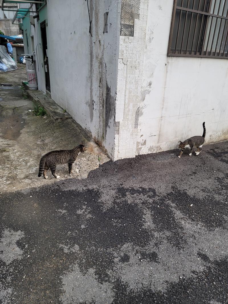 우리 동네고양이 신경전