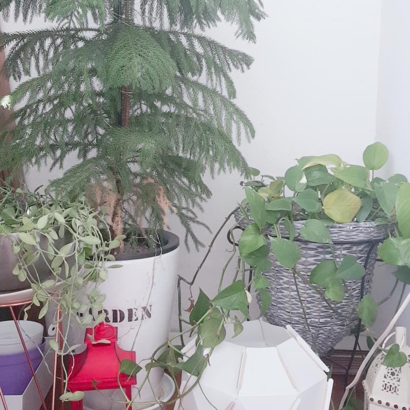 배란다 꾸미던 거... 아직 정리 덜 됨 ㅠㅠ 유리는 그냥 이뻐서 ㅎㅎ