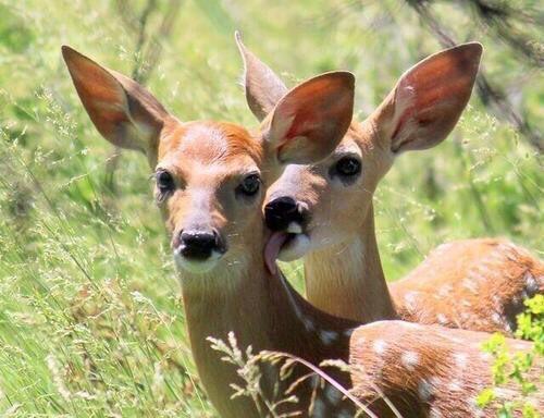 >>3 🦌: 너무 셔.. 핥아 먹을래