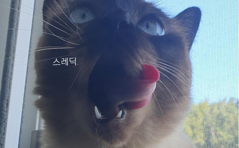 아까전에 찍은 우리 냥냥이 사진인데.. 혀가 이게 된다고..?