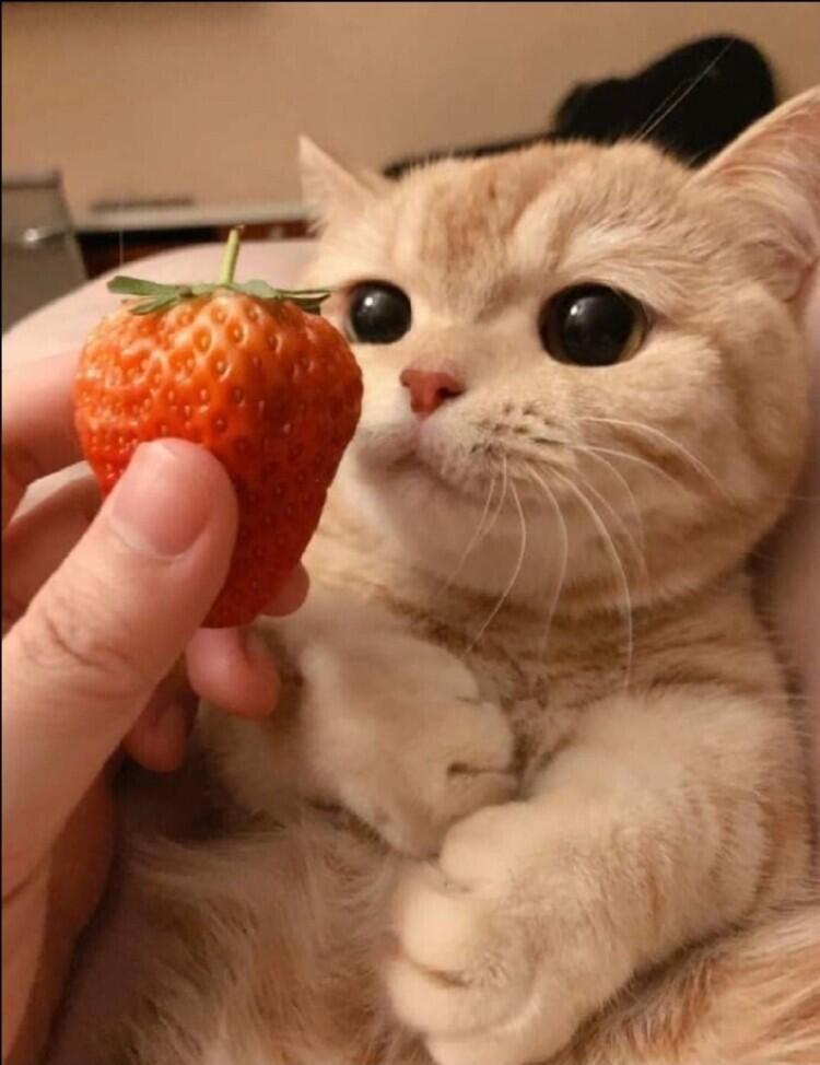 더잇서