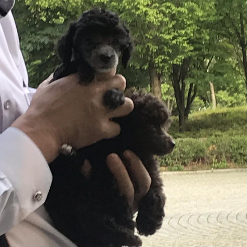 안녕 :) 난 썸이라고 생각했던 이성이 있는데 무슨생각을 하는건지 우리가 서로 마음이 있는건 맞는지가 궁금해서 남겨 사진은 귀여운 아기 강아지
