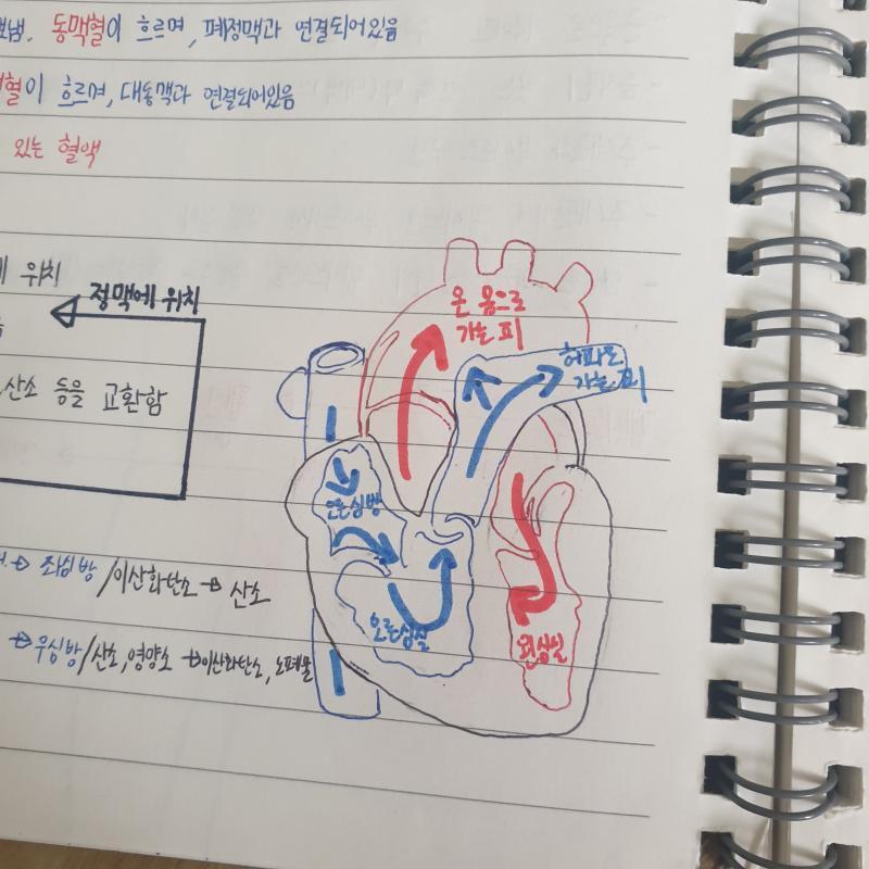 오 나랑 같은 단원 난 소화계랑 심장이야♡