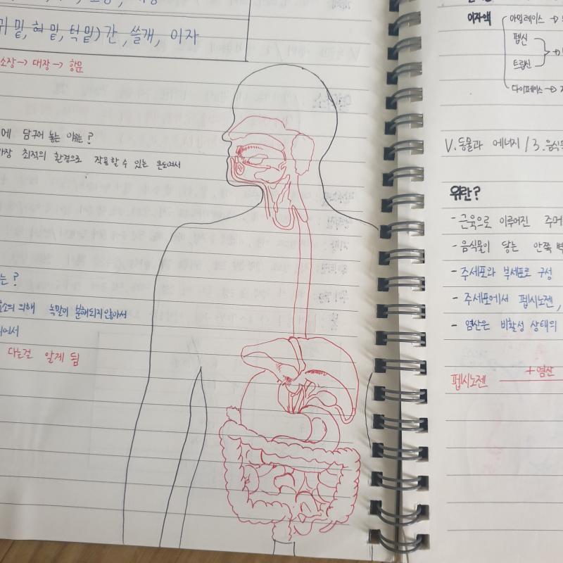 오 나랑 같은 단원 난 소화계랑 심장이야♡