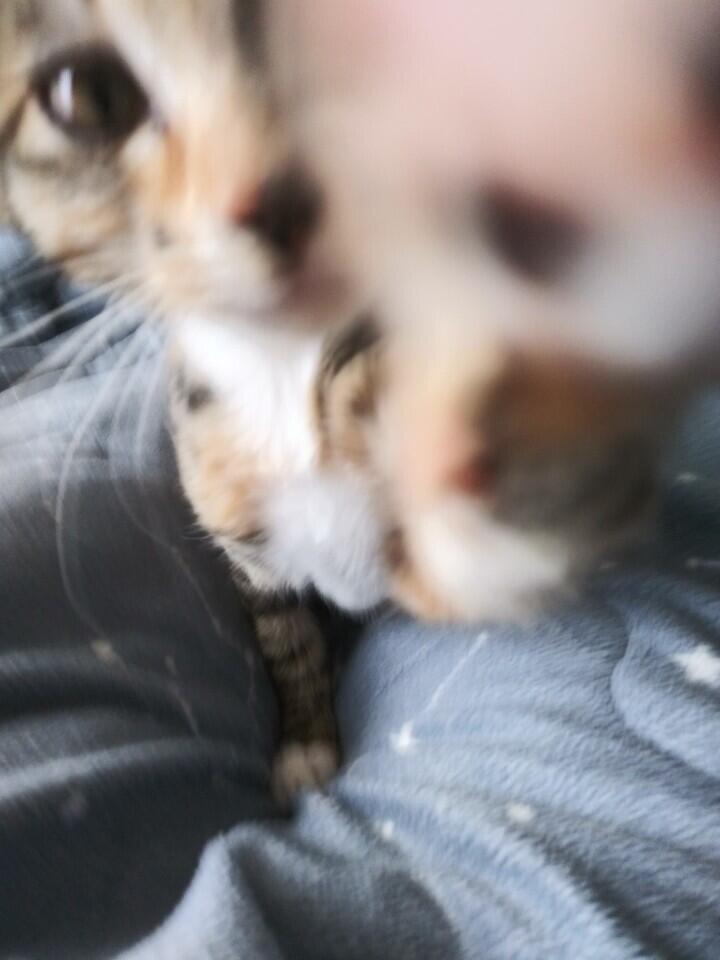 냥아치답게 카메라 패는중