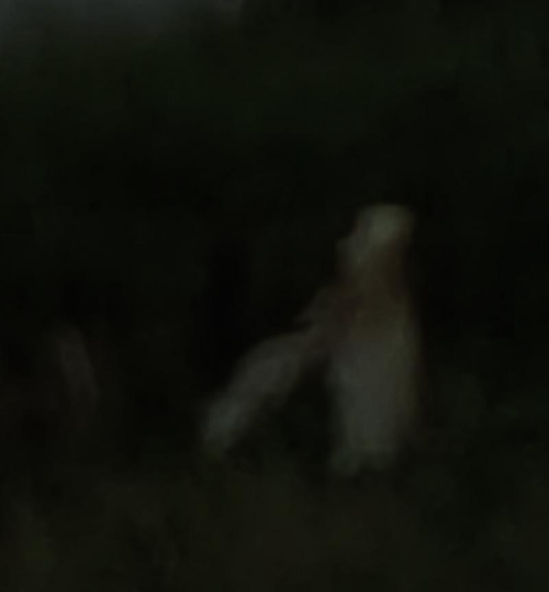 그때 찍은 사진이 있는더.. 이건 그 허수아비야. 사진이 흐려서 미안