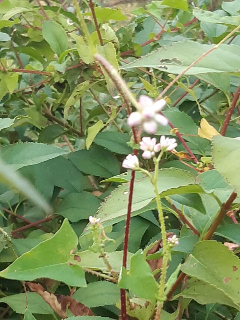 >>34 인데 산책하다가 갑자기 레주 생각이 나서 사진 찍엇어 오늘 즐거웠기를 바랄게//-//