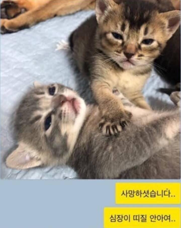 앵커판이 죽었어여... 새 스레가 생기지 않고, 스레더들이 레스를 달아주지 않고, 스레주가 안돌아와여.....