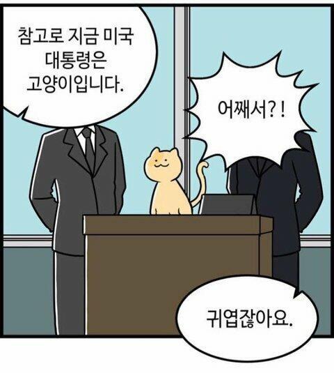 이거 어떻게 생각해? 이거 어떻게 생각해? 고양이 귀여운거 어떻게 생각해?